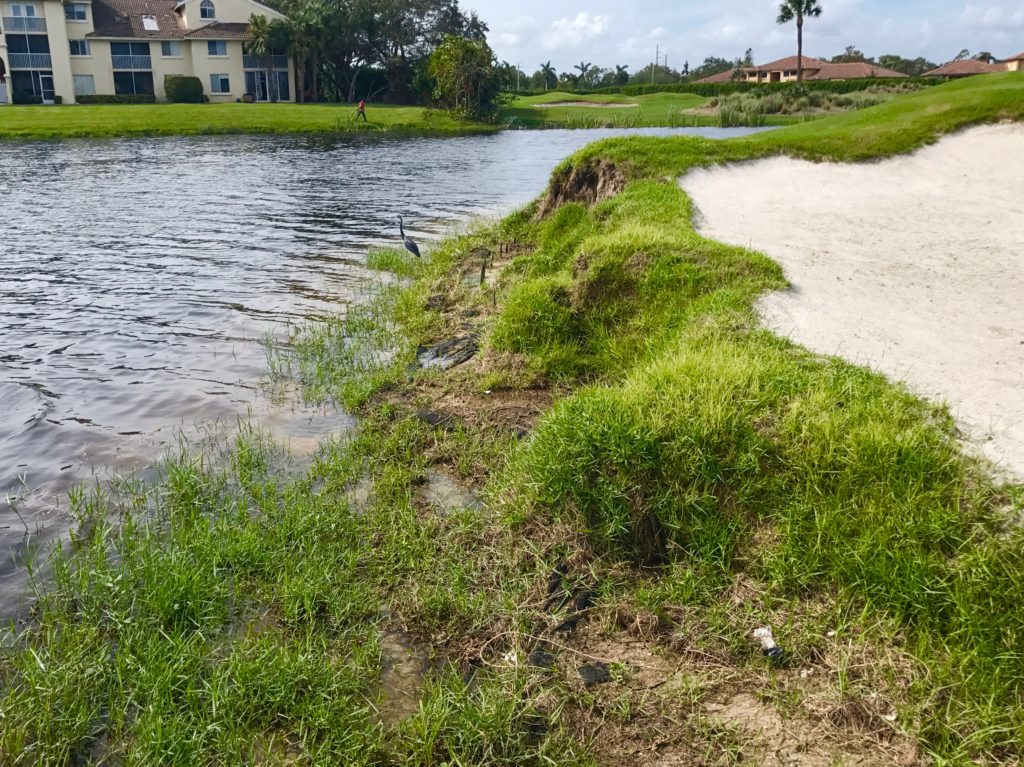 Before, Golf Course Shoreline Restoration