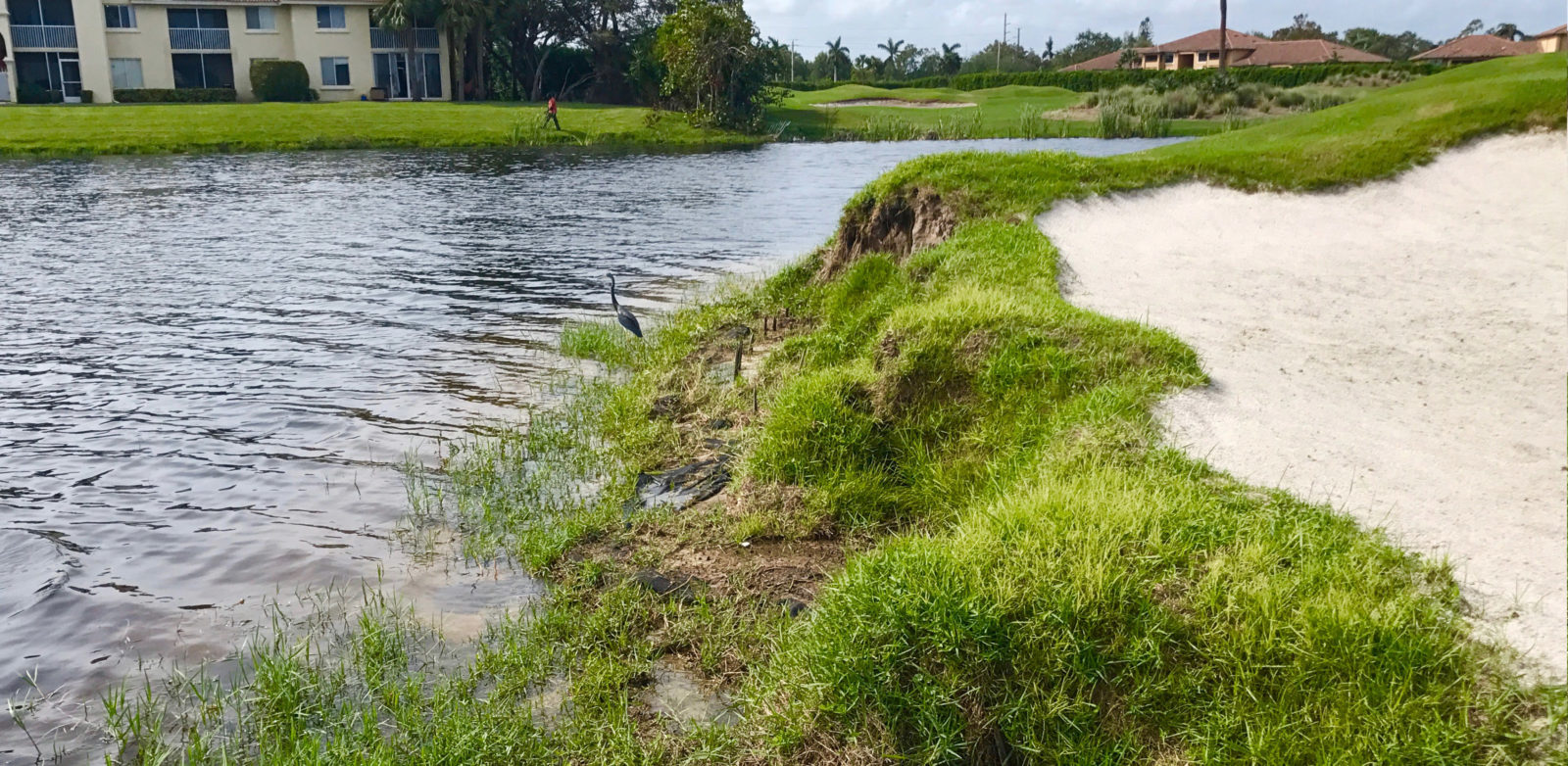 Before, Golf Course Shoreline Restoration