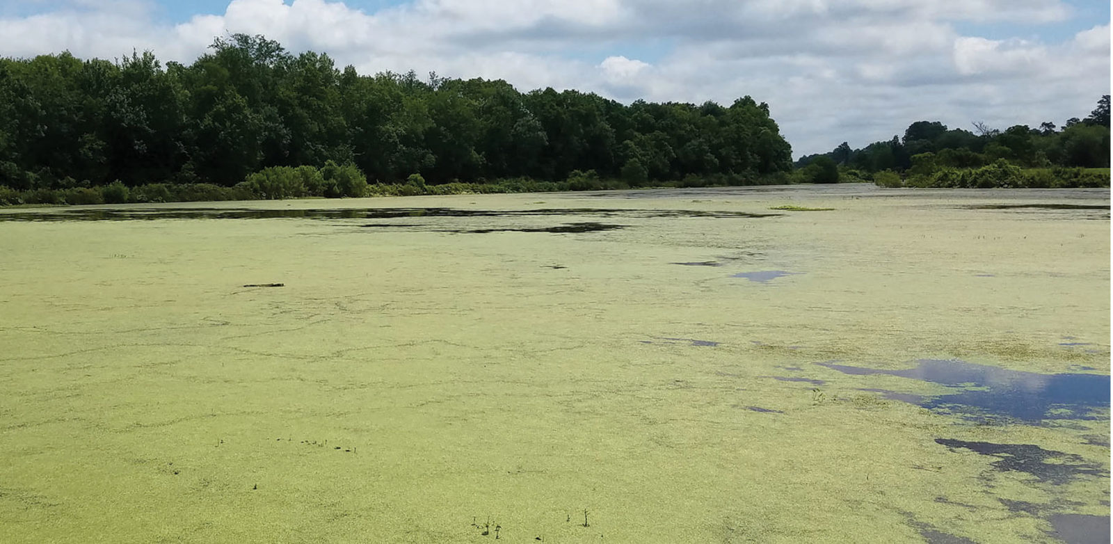 Before, Lake Algae Treatment