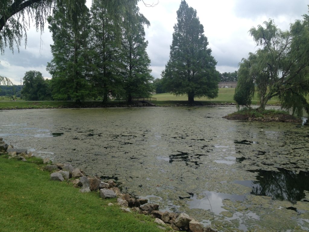 15 Pond with Algae_kim_11.15