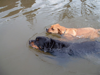 Pets and ponds hotsell