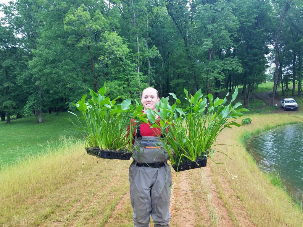 6 Pond Plants to Plant Around Your Waterbody