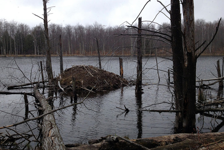 Mischievous Mammals Are Muskrats, Beavers & Otters Harmful to Ponds?
