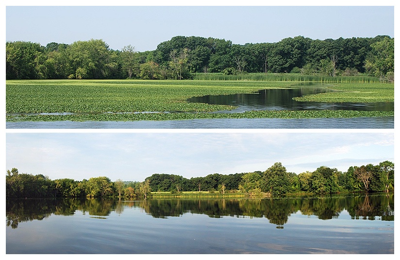 6_Nashua_Rvr_BEFORE__AFTER_harvesting_water_chestnut_c.jpg