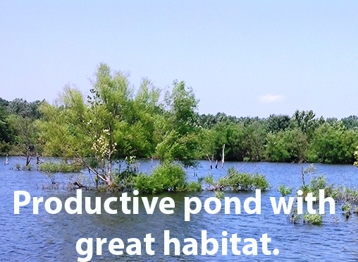7_acre_pond_-_productive_pond_with_great_habitat_for_forage_fish_caption_c