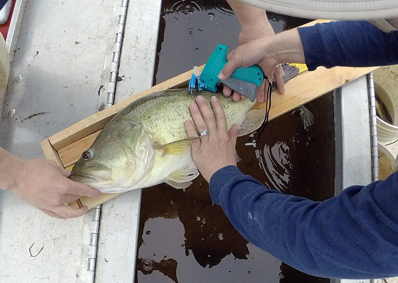 8 pound largemouth bass being tagged