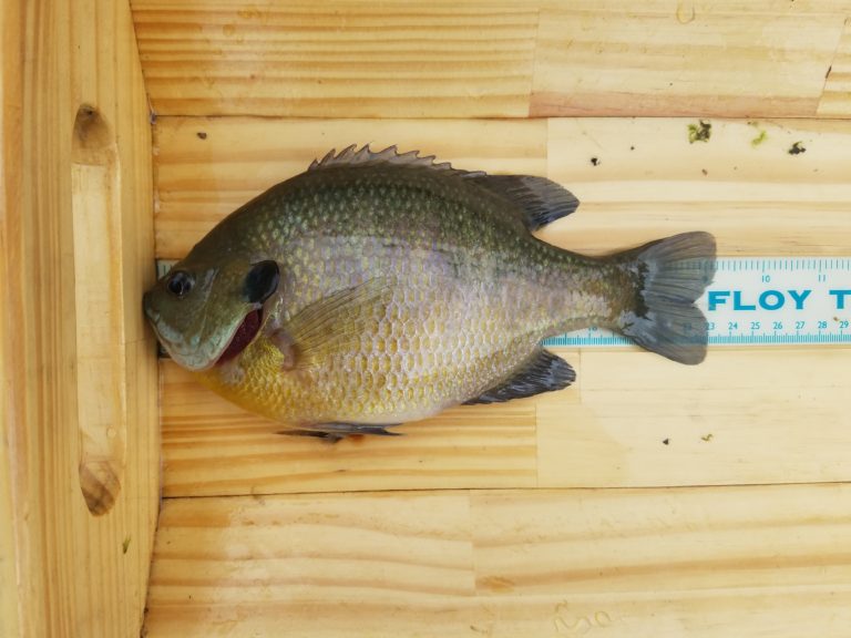 Bluegill