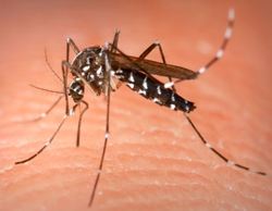 Aedes aegypti-e-1.jpg