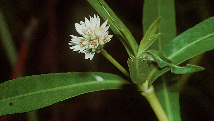 alligatorweed