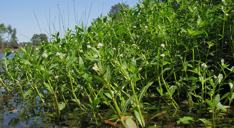 alligatorweed