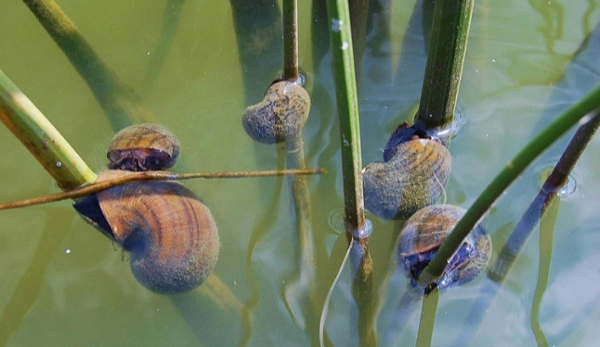 Invasive Species Highlight Apple Snails