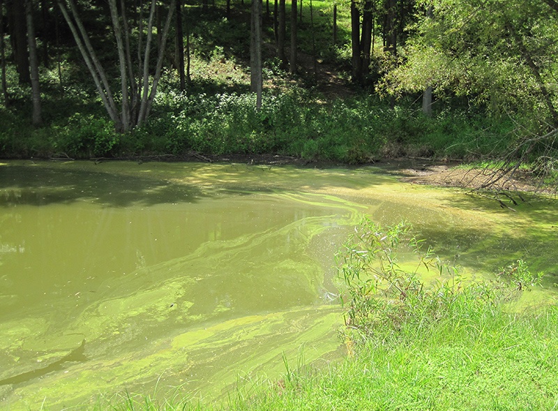 Blue-green_algae_bloom_4_c.jpg