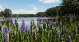 Utilize Buffer Zones as a Preventative Pond Maintenance Tool