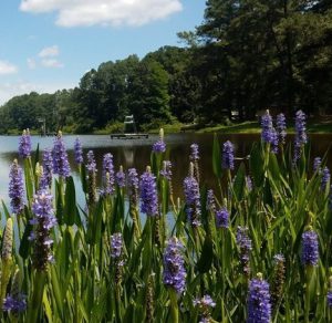 Buffer-Plants_Pickerelweed