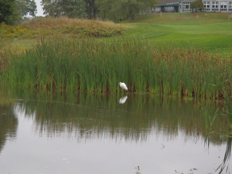 wetlands - bird in water - phragmites - invasive aquatic weeds- invasive species control