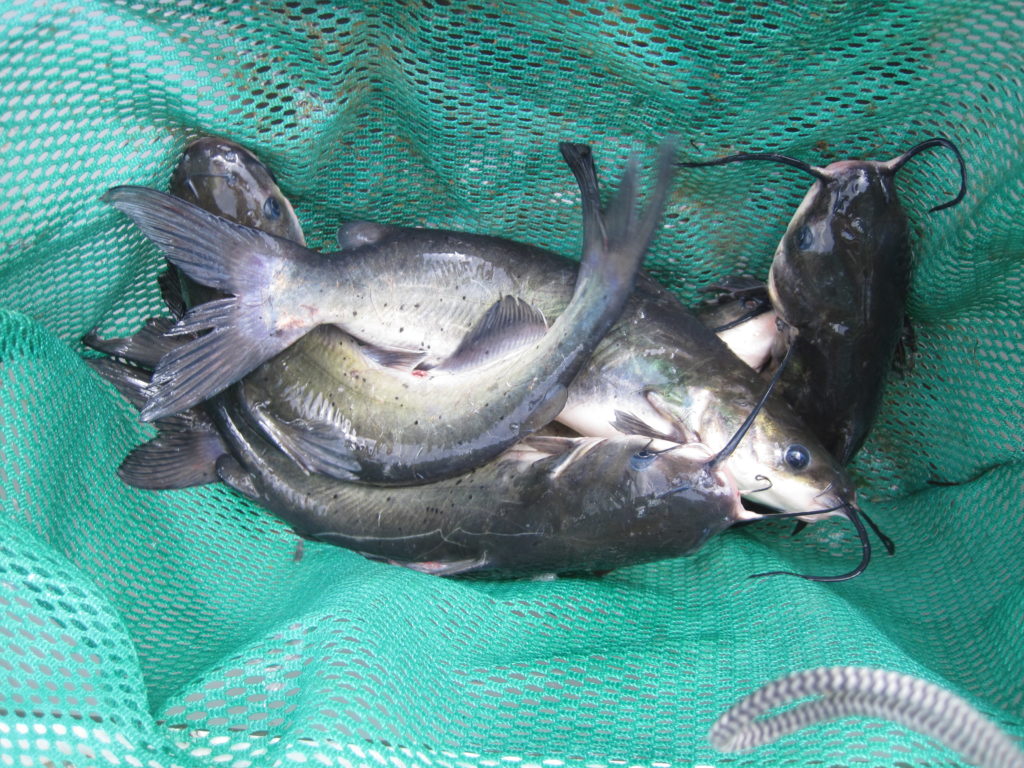 Channel Catfish