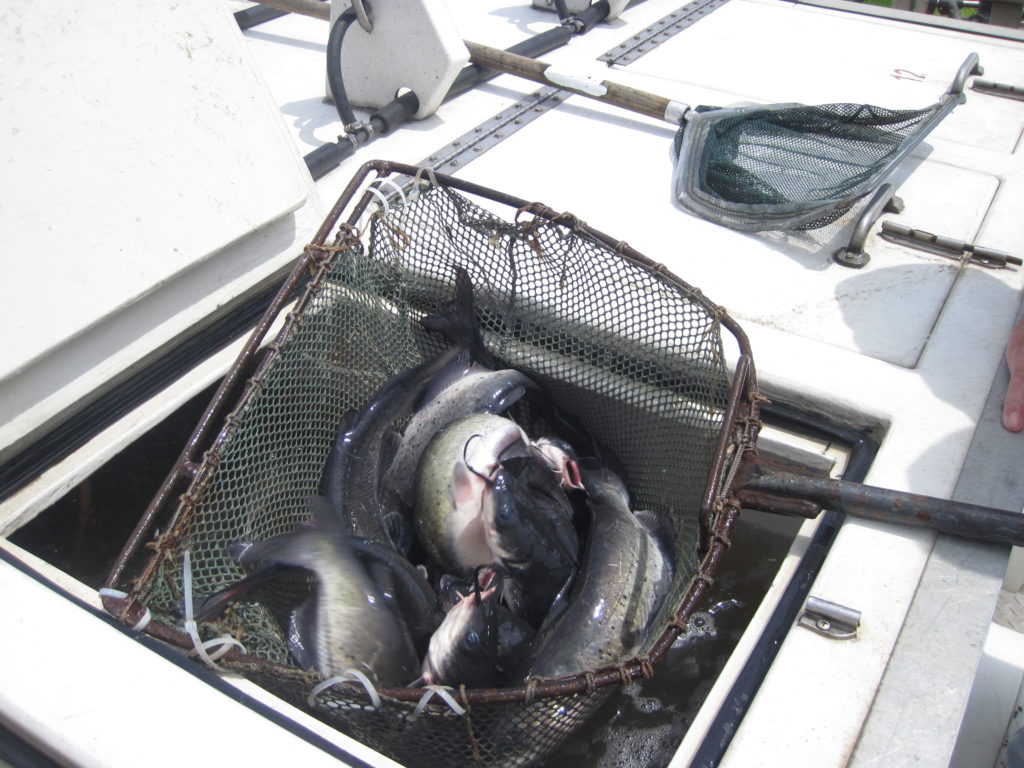 channel-catfish-fish-stocking