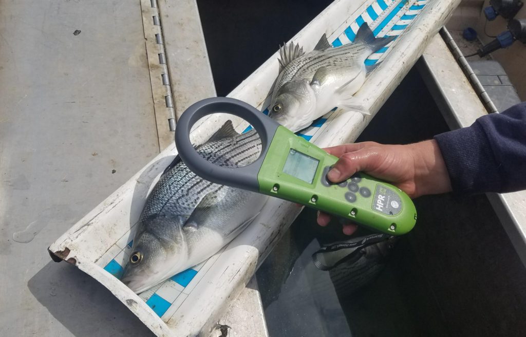 electrofishing - measuring fish - fisheries management - healthy fish - lake and pond - on the job