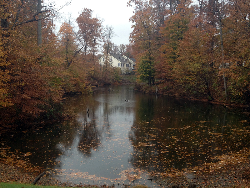 Colonial_Heritage_Leaf_Litter_in_Pond_Fall_Scenic_Williamsburg_VA_2014_Kyle_Finerfrock_c