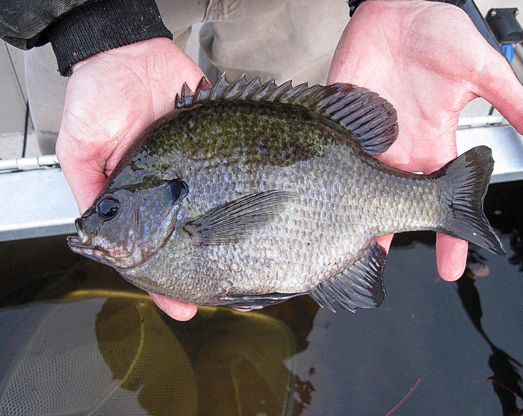 Coppernose Bluegill