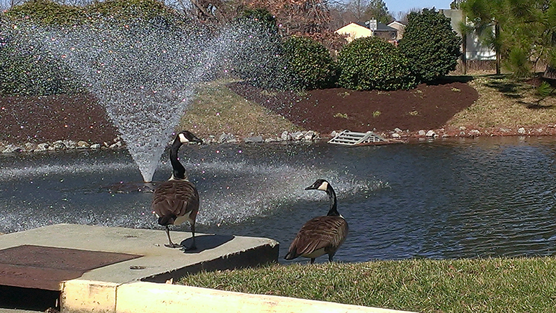 Crusader_Circle_1HP_Masters_Lakewood_AquaMaster_Fountain_Virginia_Beach_VA_TrinaDuncan_02.17.14_b