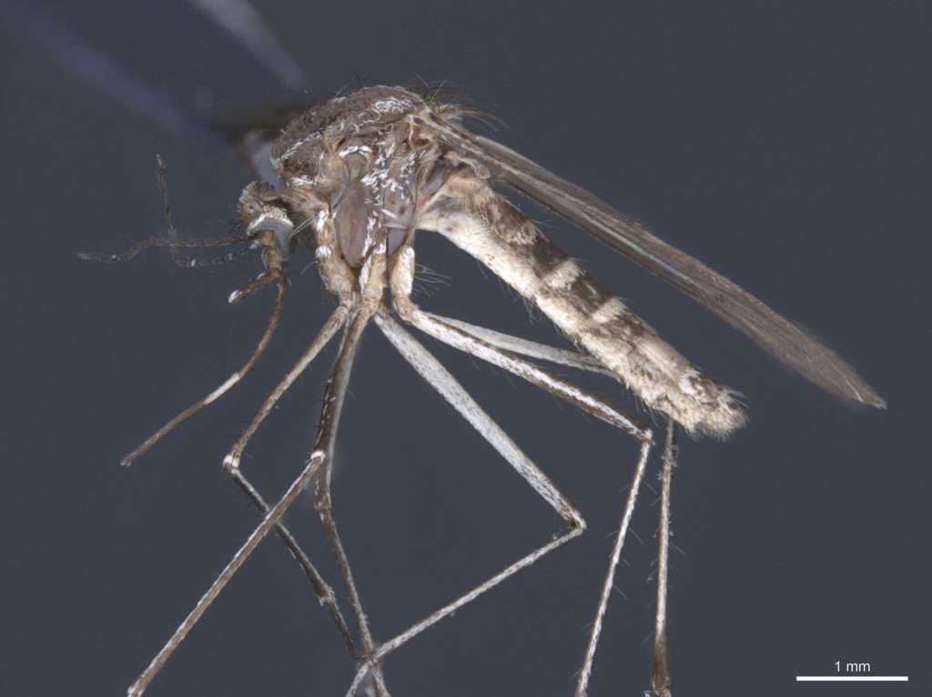 Culex_tarsalis_mosquito