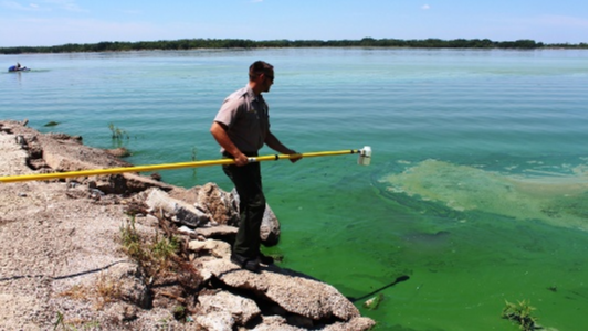 Harmful Algal Blooms May Cause Summer Lake Closures