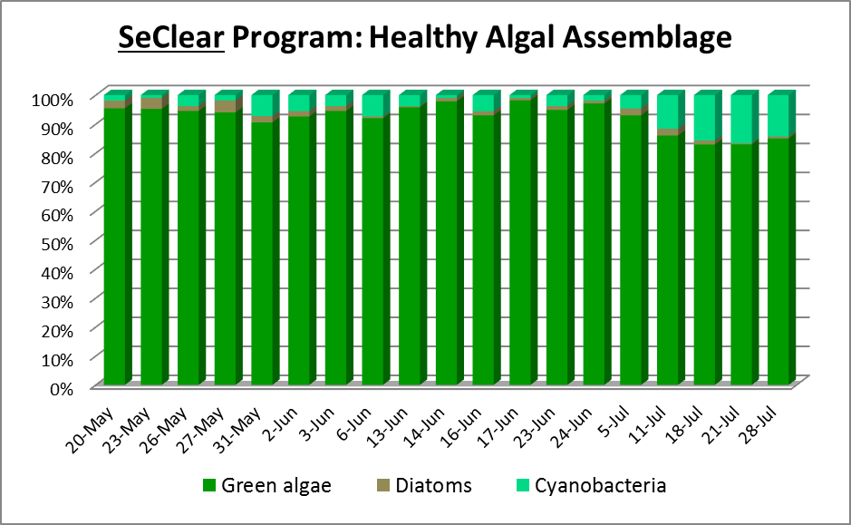 cyanobacteria assemblage