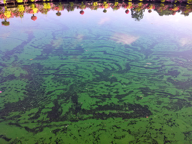 green_blue_algae_cyano-bacteria