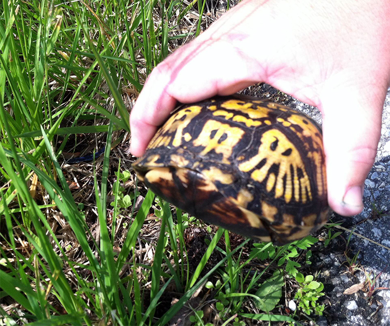 Eastern_Box_Turtle_Rescue2_Newark_DE_Gavin_Wes_06.14_c