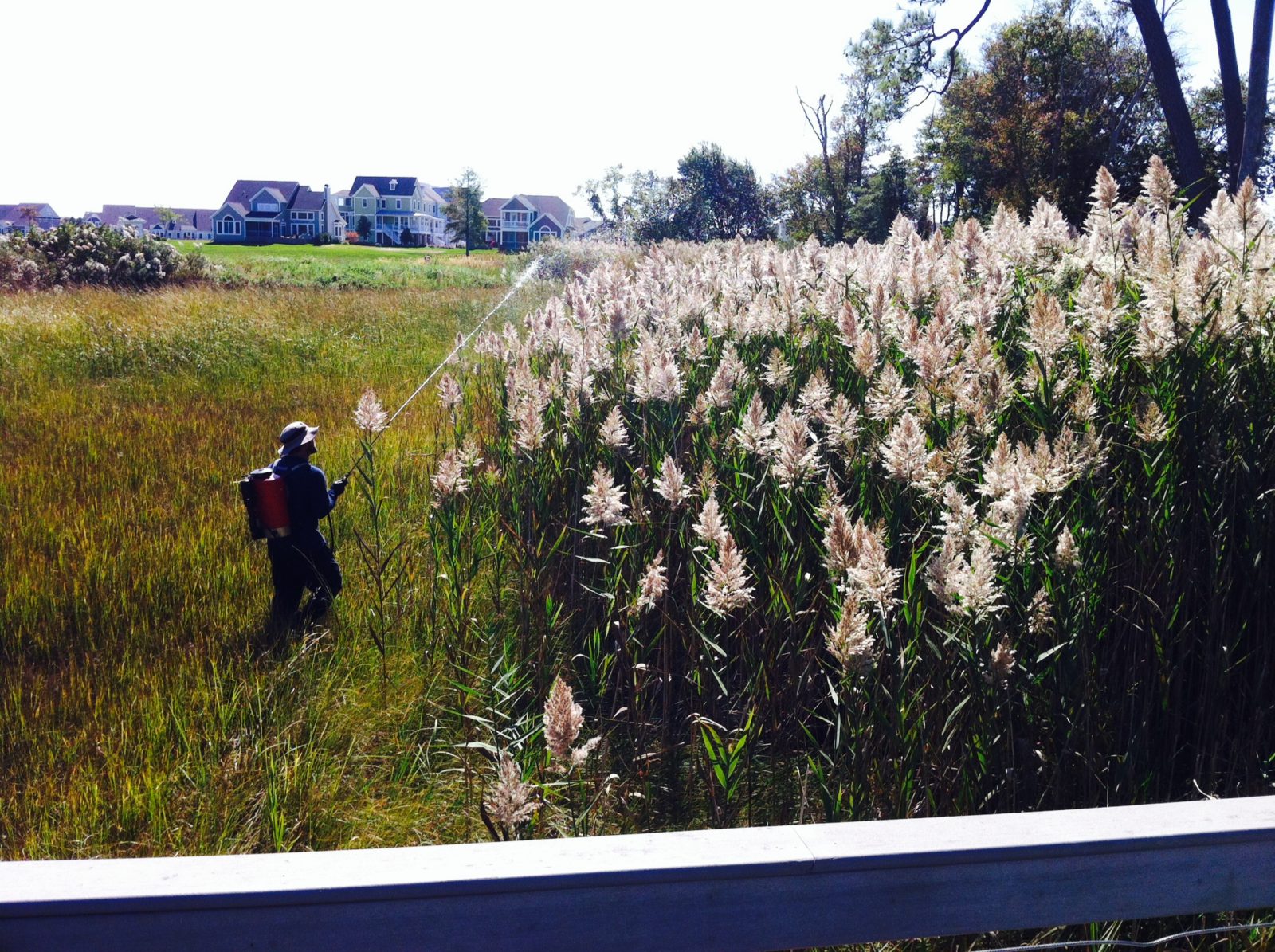 Employee Working in the Field_Greg spraying Phragmites_Longneck Shores_Millsboro DE_JasonL_10.14