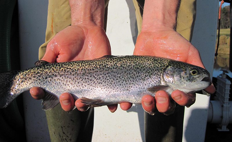 Nc Trout Stocking Schedule 2022 Stock Fish Ponds With Rainbow Trout Now For Winter Fun & Forage