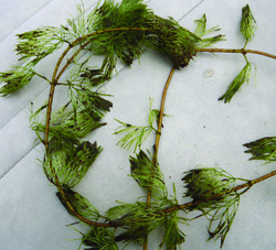 Fanwort