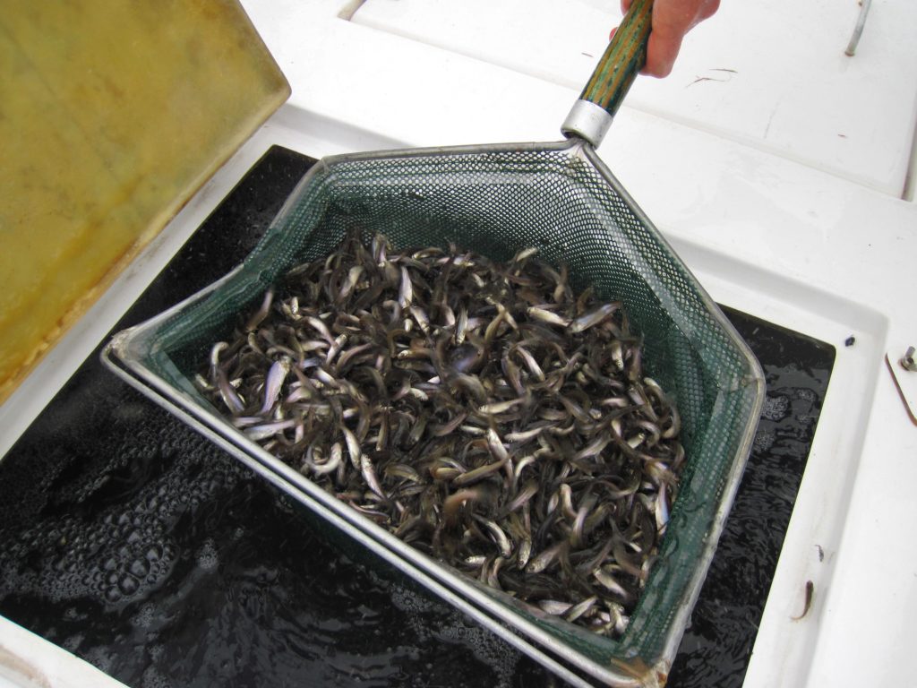 Stocking Minnows: A Natural Method For Mosquito Control