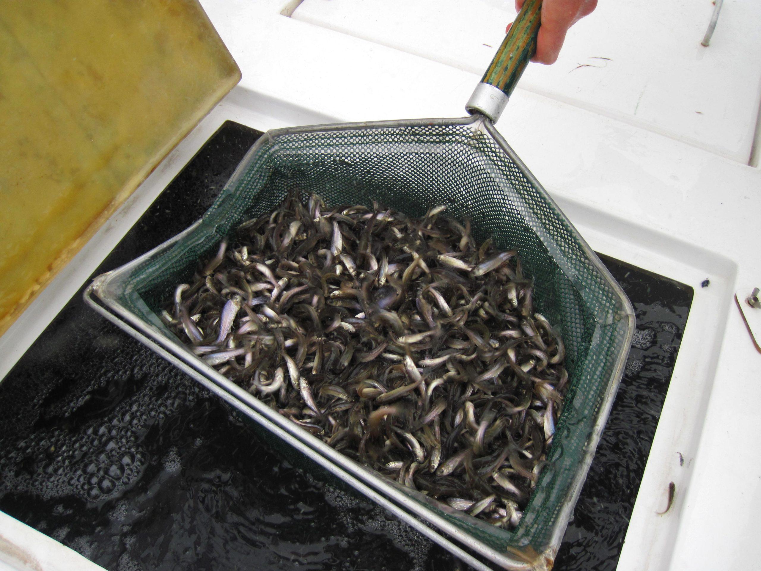 Spring Fish Stocking: Bluegill, Fathead Minnows, Golden Shiners