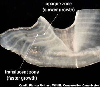 Fish_Otolith