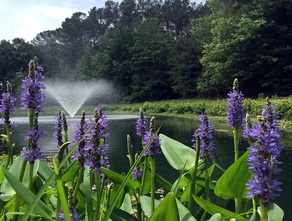 Floating Fountain