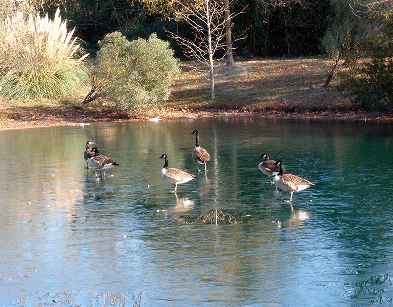 Walking on Thin Ice Pond