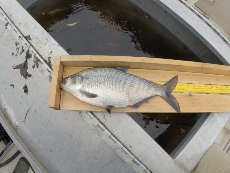 gizzard shad