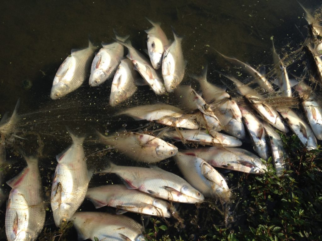 Gizzard Shad fish kill