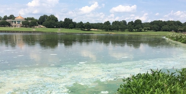 Harmful Algal Blooms