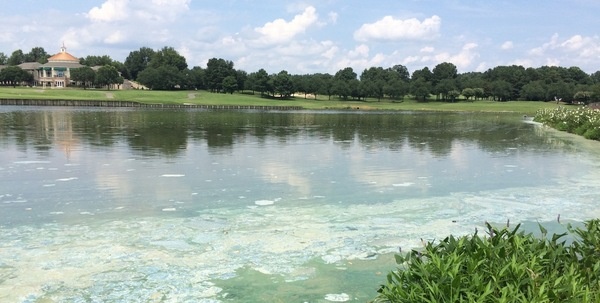 Harmful Algal Blooms