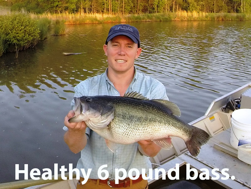 Healthy_6_pound_Bass_Dave_Beasley_caption_c