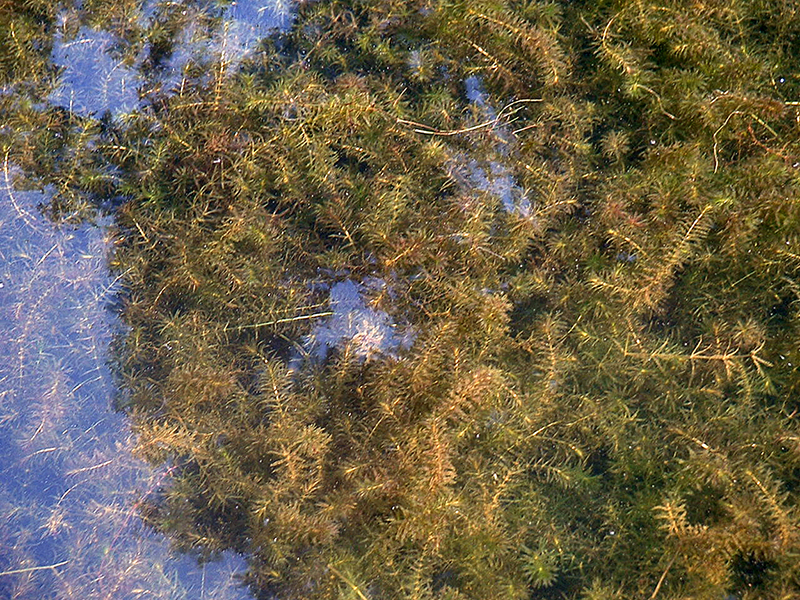 Invasive Aquatic Weed Hydrilla is on the Move