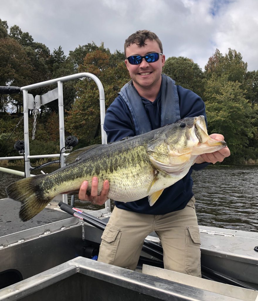 largemouth bass