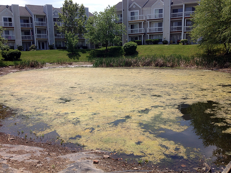 Pond_Algae 