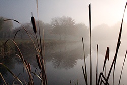 Cattails and Lily Pads: Love Them or Hate Them?