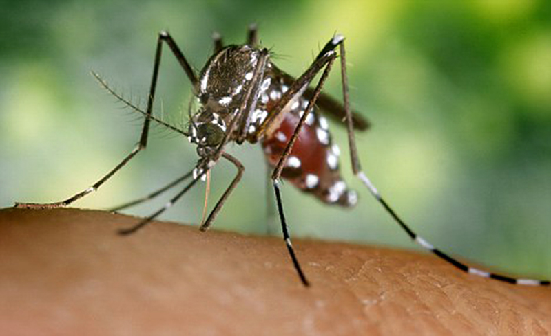 Mosquito_article-_Asian_tiger_mosquito-SLM