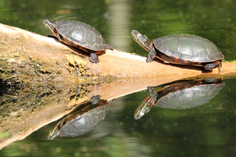 Turtles: Are They Hurting My Pond?