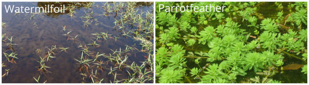 Parrotfeather-watermilfoil - invasive species - aquatic weed